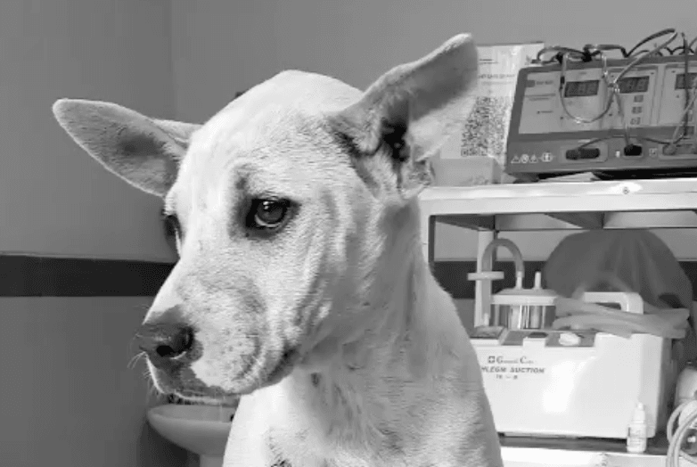 Fundraiser: Dog Escaped Certain Death