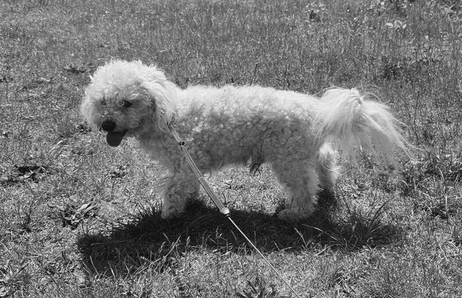 Fundraiser: Dog Bedrisek Needs Heart Surgery