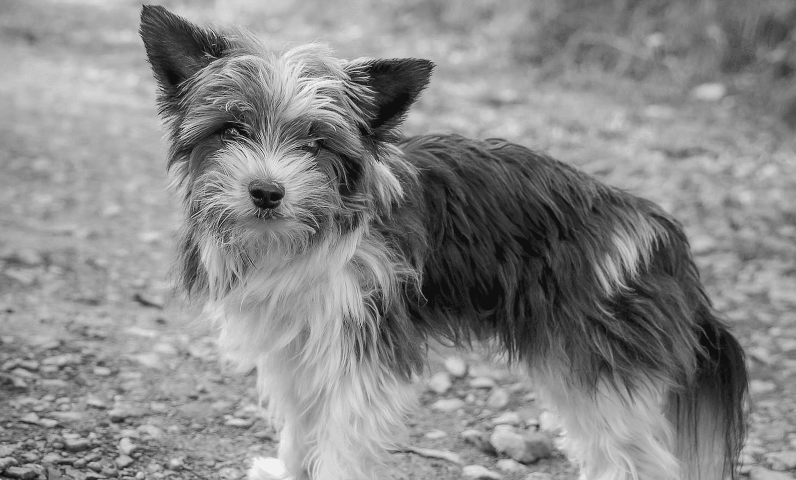 Fundraiser: Adysek Needs an Expensive Vet Examination