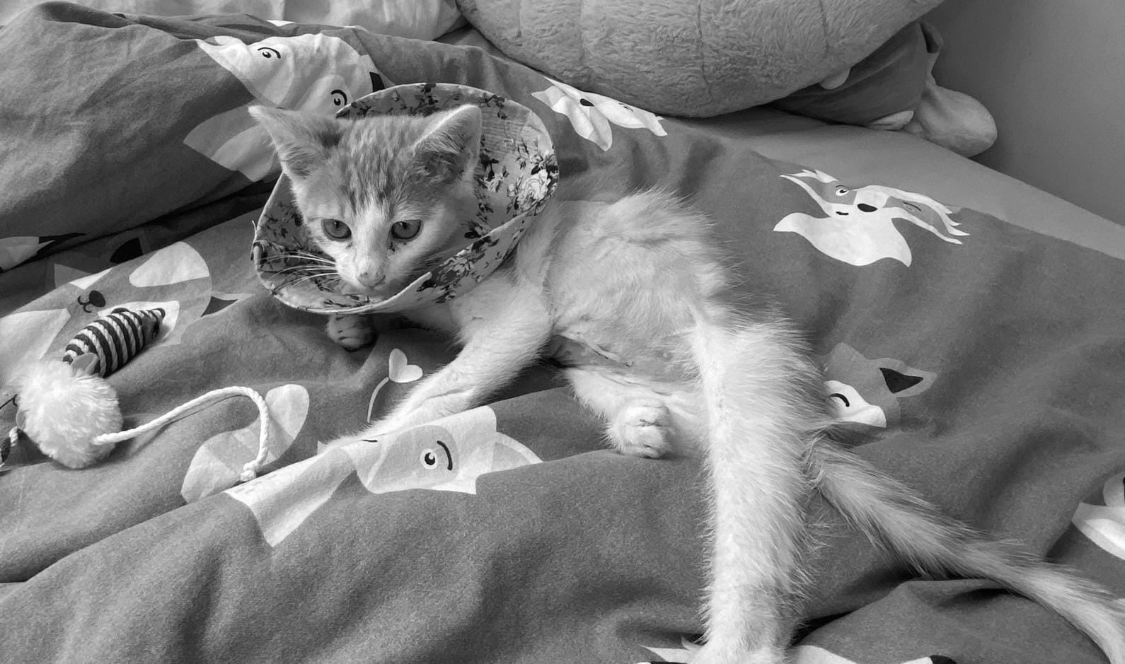 Fundraiser: Miky the Kitten Needs Surgery