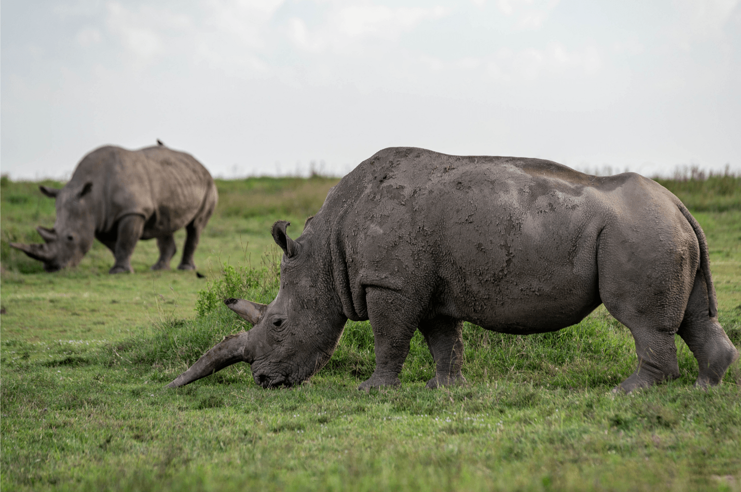 Fundraiser: Protecting Rhinos in Africa