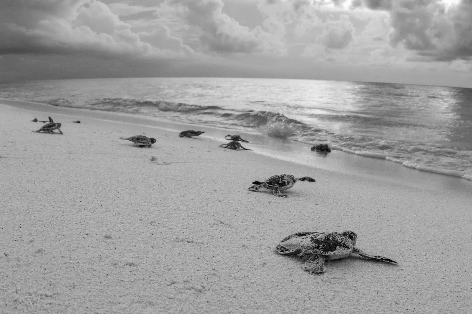 Fundraiser: Connection for Turtles